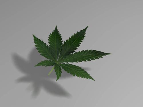 Marijuana leaf preview image
